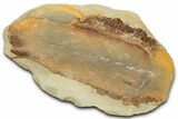 Macroneuropteris Fern Fossil Pos/Neg - Mazon Creek #325871-2